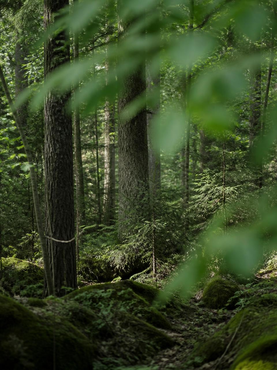 Mjukt dagsljus genom gröna löv i en nordisk skog