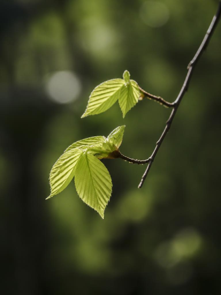 Ljust gröna blad på en tunn gren mot mörkare grönska